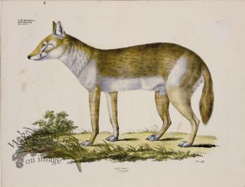 Goldfuss Golden Jackal